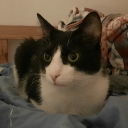 ponaskatinaslt